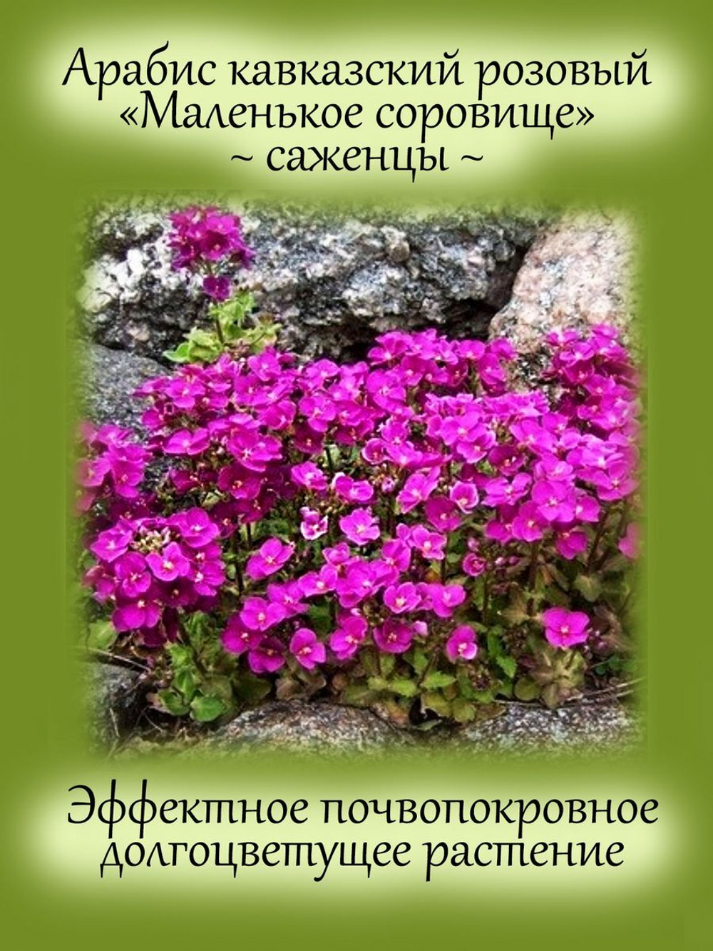 Арабис кавказский Маленькое сокровище многолетник