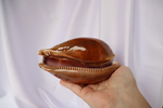 Ципрея олень (Cypraea cervus), 14см, 1шт