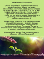 Злак Мискантус китайский Пурпурасценс многолетний