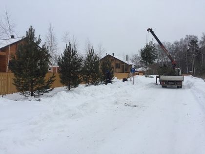 Посадка сосен на улице «Романовского Парка»