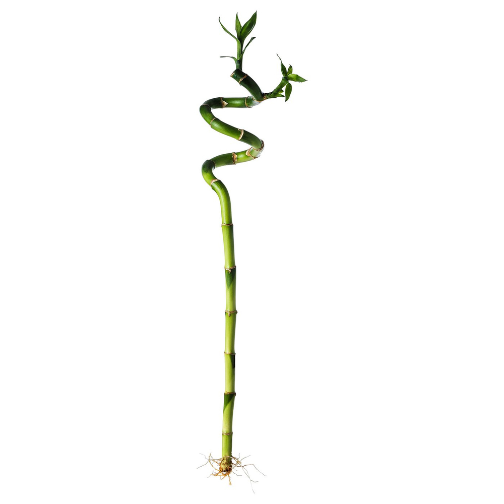 IKEA DRACAENA  (ИКЕА ДРАСАЕНА)  -  Растение - Счастливый бамбук/Спираль 45 см