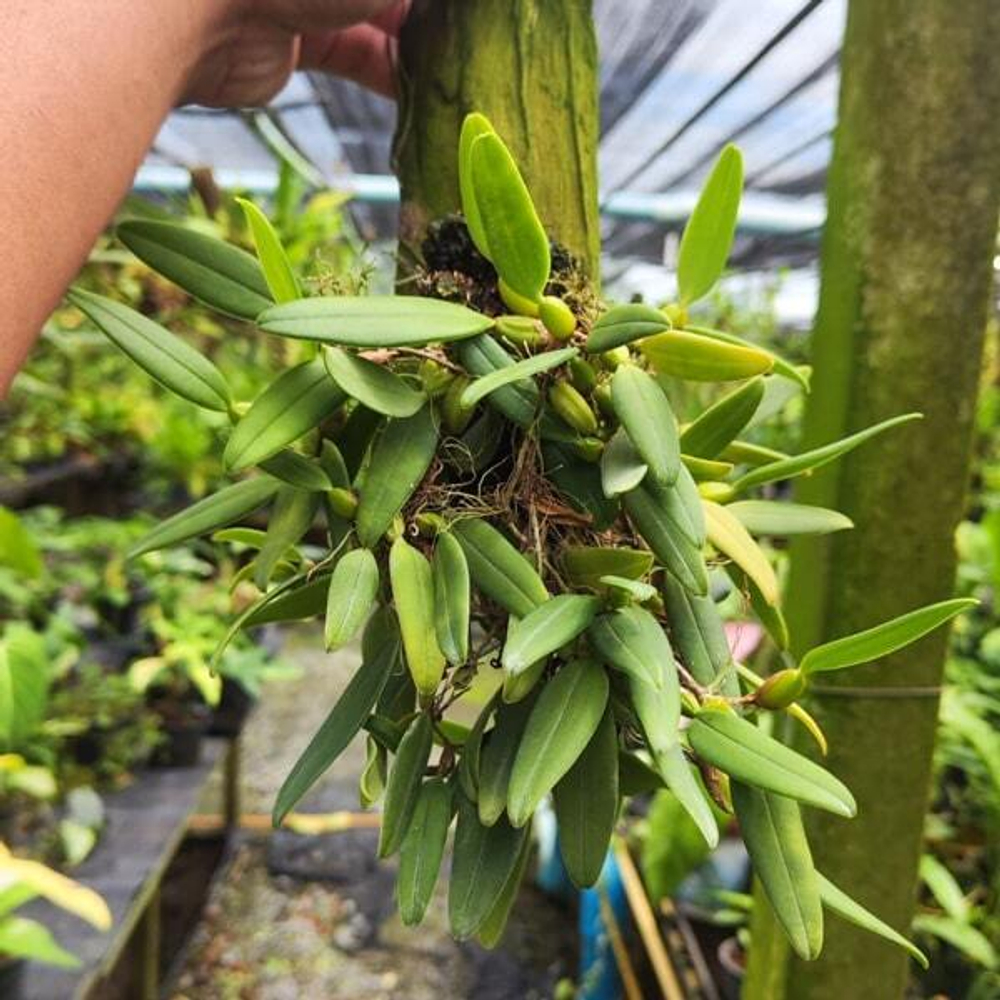 Орхидея BULBOPHYLLUM FASCINATOR