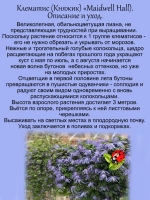 Клематис Княжик Медвелл Холл махровый