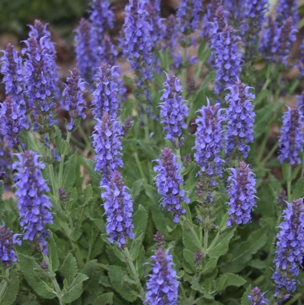 Шалфей пышный "Merleau Blue". Salvia x superba "Merleau Blue".