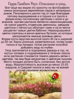 Гаура Гамбит Роуз