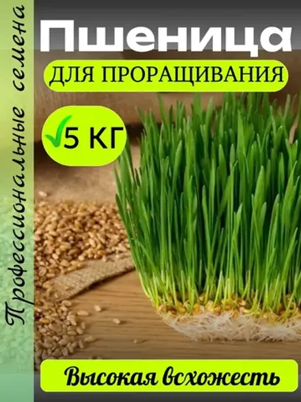 Пшеница для проращивания 5 кг