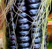 Чёрная Кукуруза Ацтеков - Black Aztec Corn