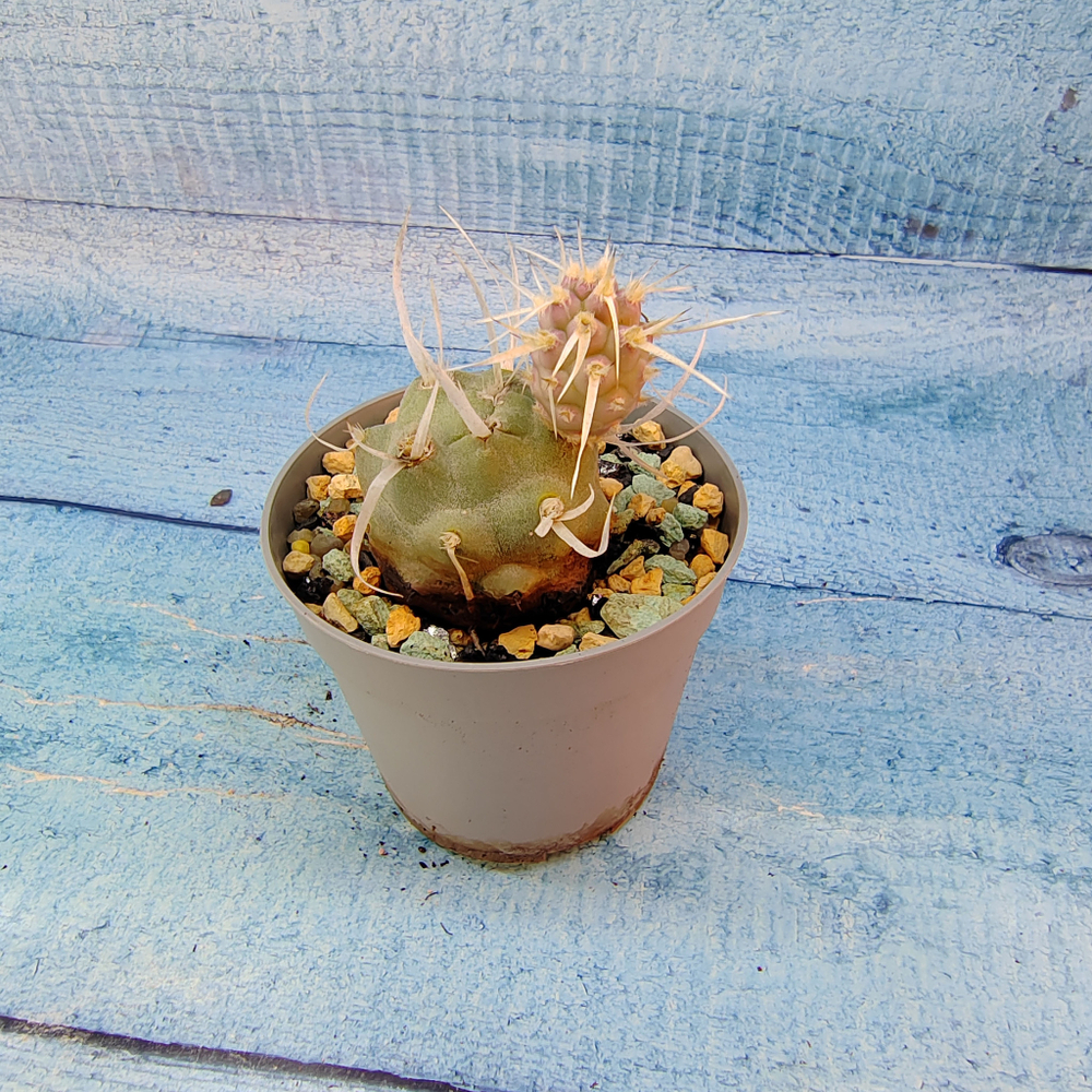 Tephrocactus Articulatus Papyracanthus (Тефрокактус)