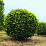 Клён остролистный ‘Globosum’ штамб