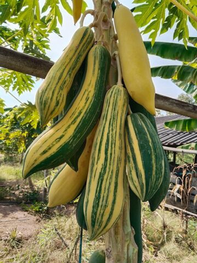 Папайя вариегатная (Carica papaya) семена 3 шт