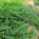 Можжевельник казацкий "Tamaricifolia"