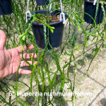Хуперция H.NUMMULARIIFOLIA 6" (P49)