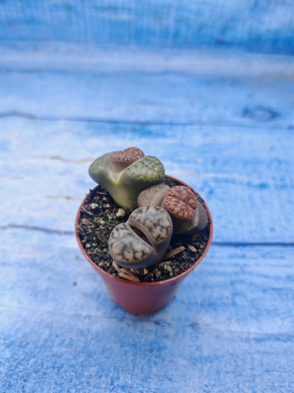 Lithops sp. (Литопсы)