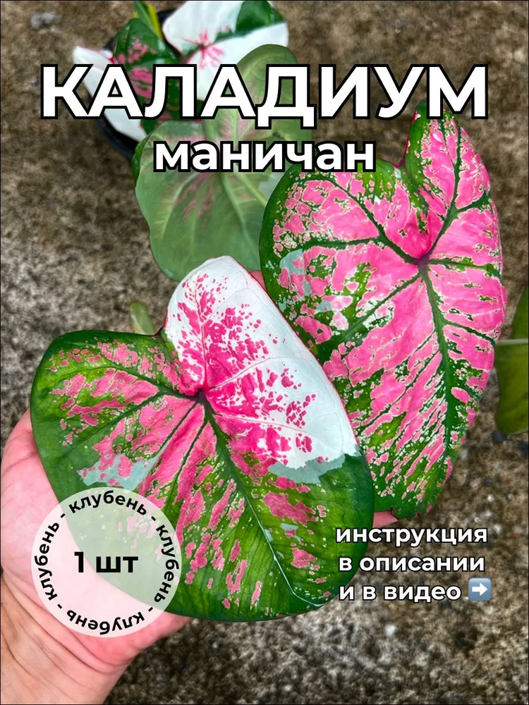 Каладиум Маничан клубень август 2025