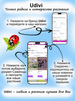 Душица Кент Бьюти ампельная пряность орегано