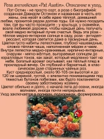 Роза Пэт Остин английская