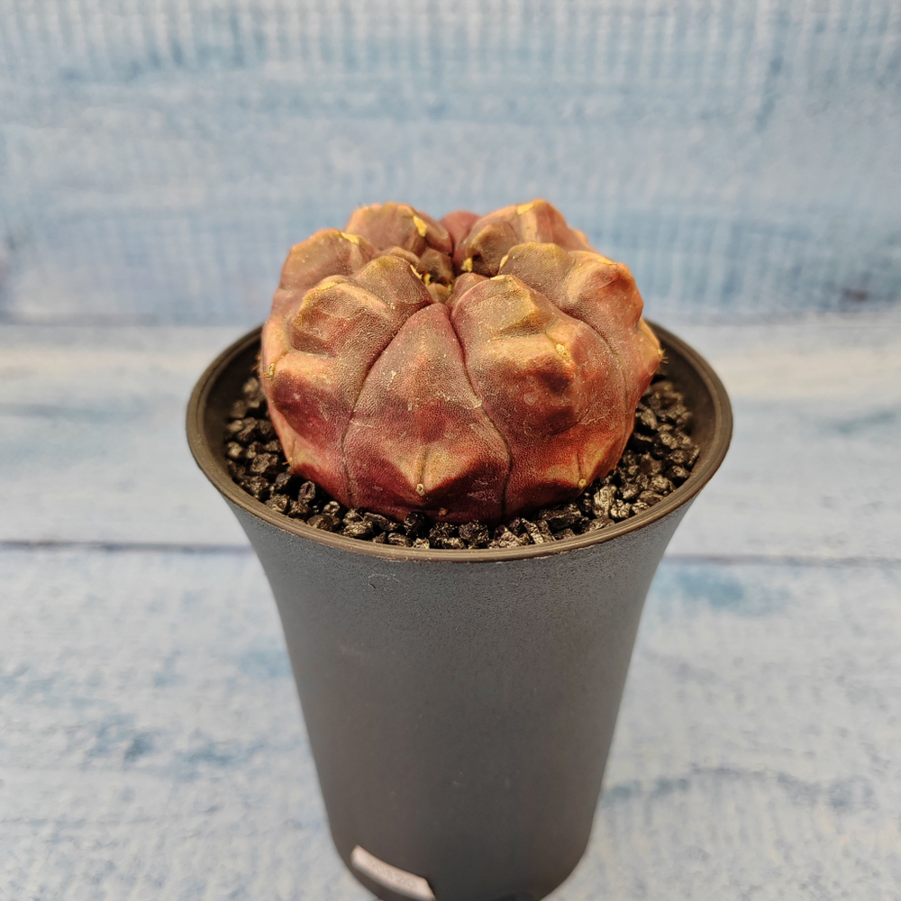 Gymnocalycium Daydream (Гимнокалициум)