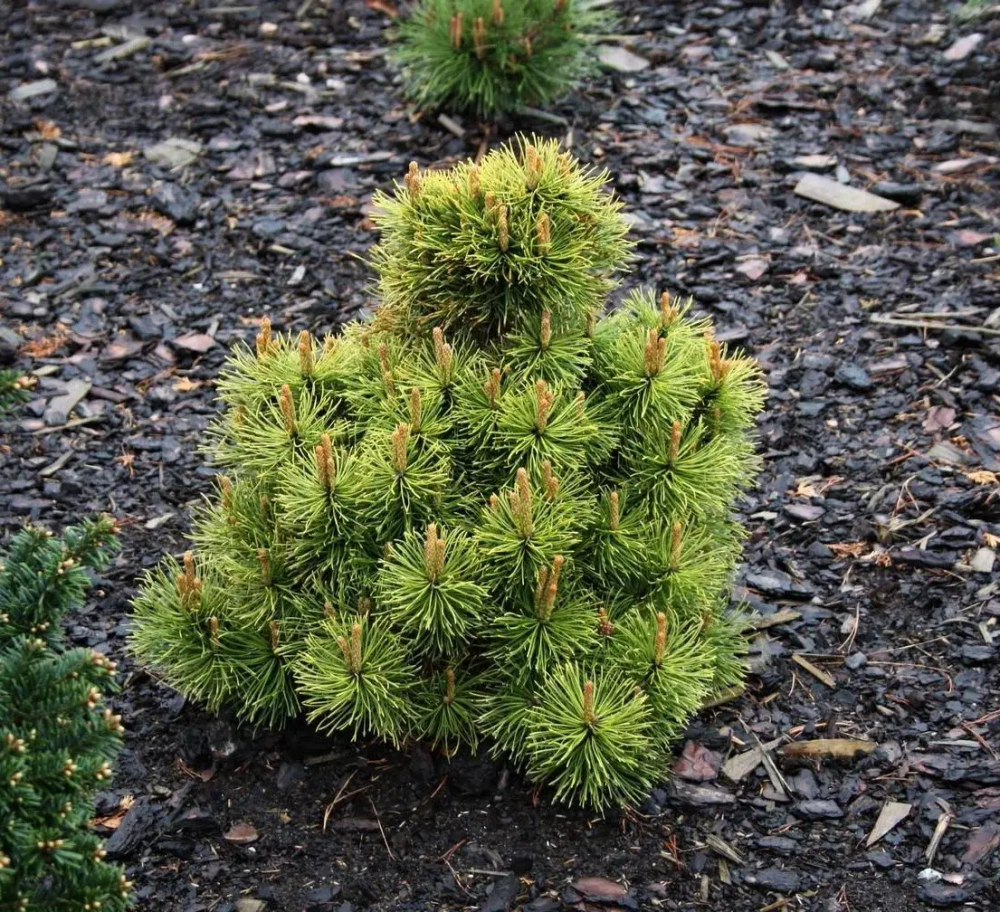 Сосна горная Винтерсонн(Pinus mugo Wintersonne) 35 см