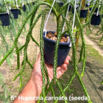 Хуперция H.CARINATA SEEDA 5"