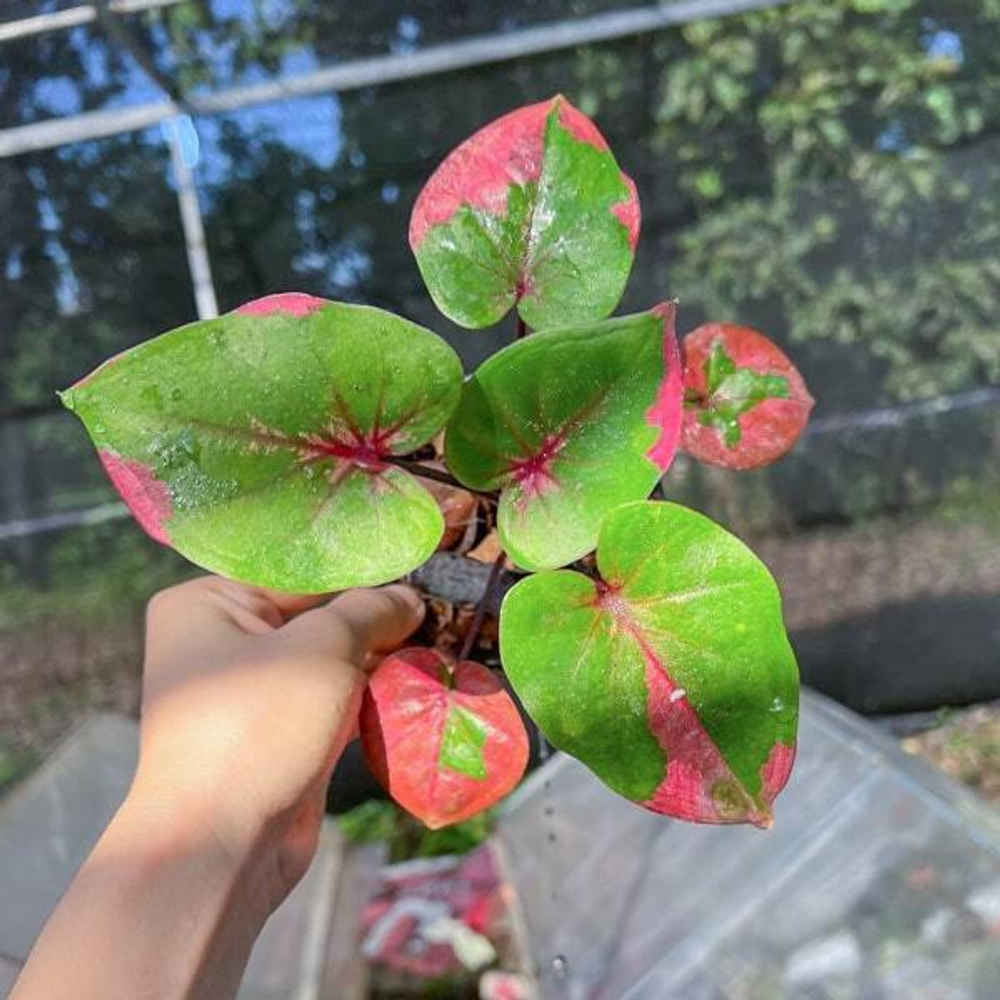 Каладиум CHOMPHU TAWEEP (K7)