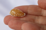 Ципрея клеопатра (Cribrarula cumingii cleopatra), 2,2см, 1шт