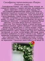 Схизофрагма гортензиевидная Розеум