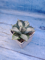 Agave Potatorum Variegata (Агава)