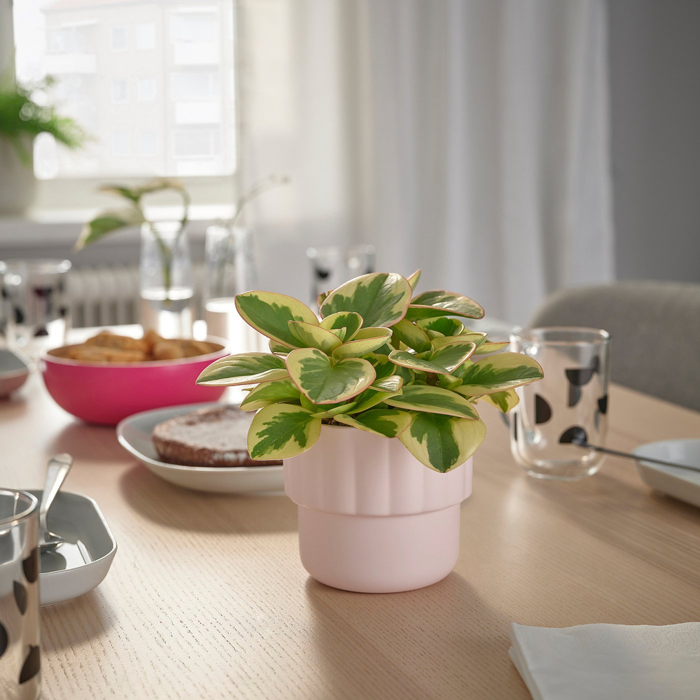 IKEA HÄNGSÄLG  (ИКЕА ХЭНГСЭЛГ)  -  Кашпо - светло-розовый 9 см