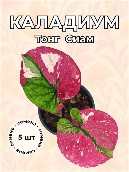 Каладиум Тонг Сиам — семена, 5 шт.