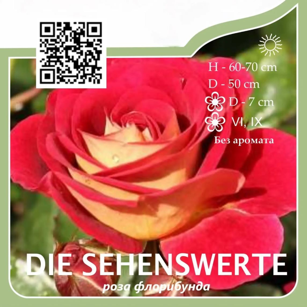 Роза флорибунда "Die Sehenswerte"