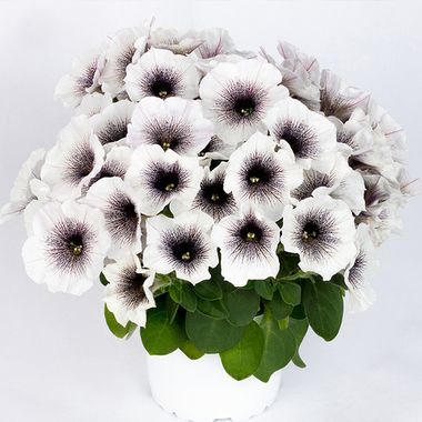 32371 Петуния CRAZYTUNIA BLACK & WHITE - горшок 0,5л(P9)