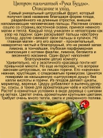 Цитрон Рука Будды пальчатый