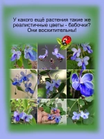 Клеродендрум угандийский Голубые бабочки