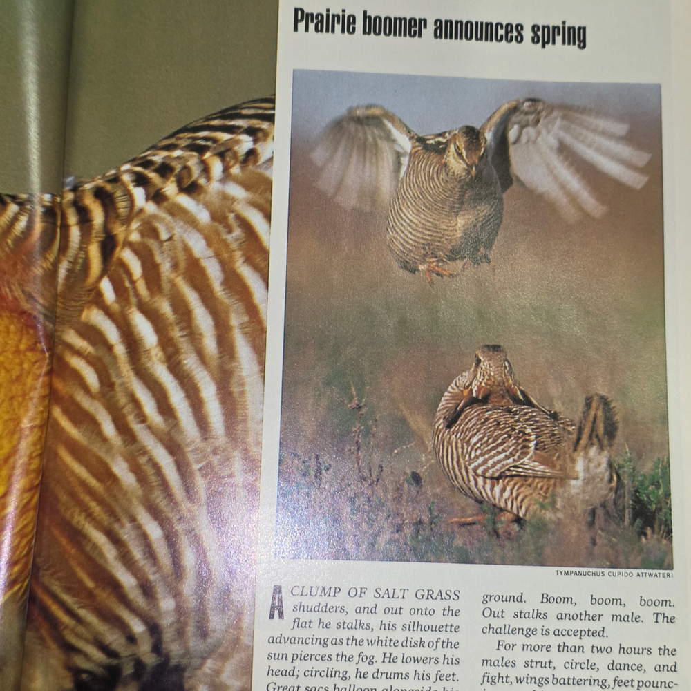 Журнал "National geographic/Vol. 159/No. 2"