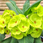 Эуфорбия Миля JADE DRAGON (34)