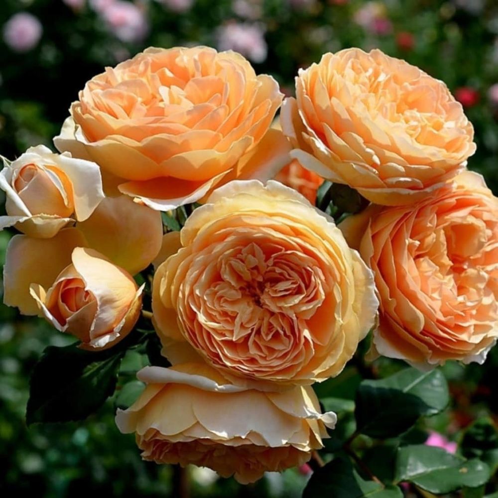 Краун Принцесс Маргарет (Crown Princess Margareta)
