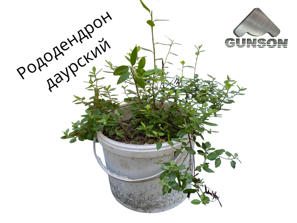 Рододендрон даурский (Багульник)