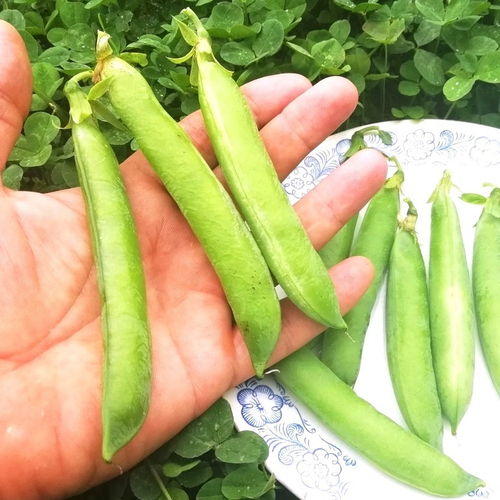 Горох Английский Выставочный - Exhibition English Peas
