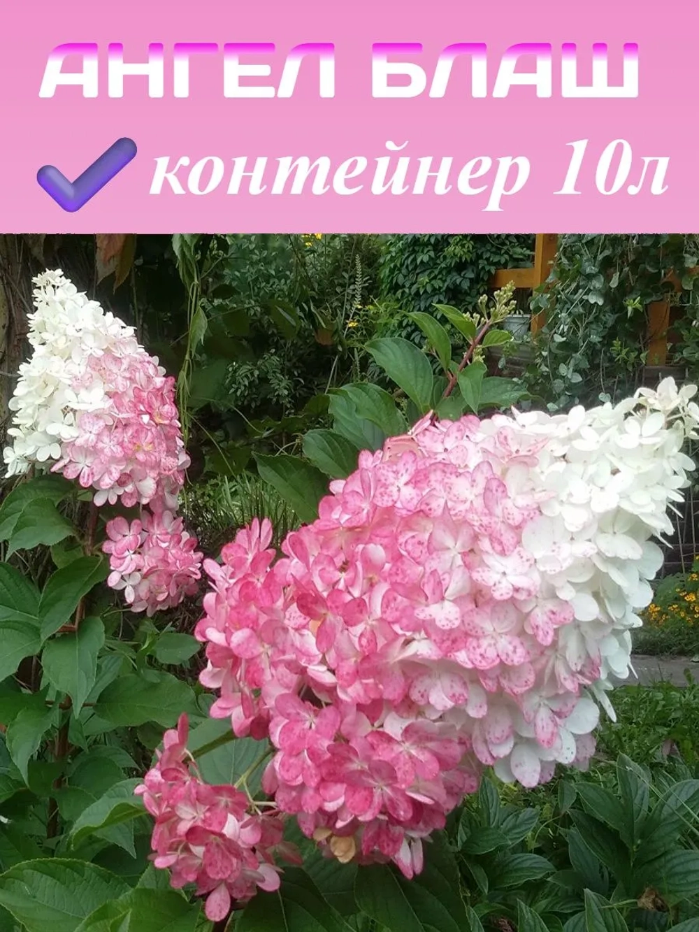 Ангел Блаш гортензия метельчатая