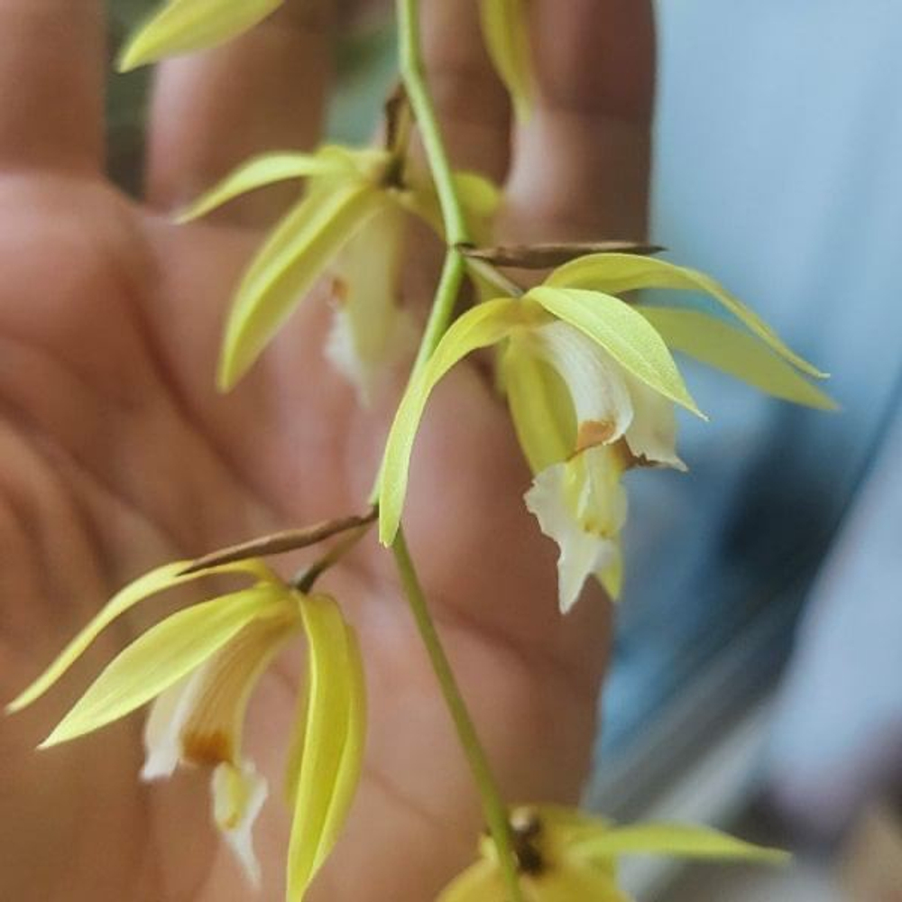 Орхидея COELOGYNE ROCHUSSENII (Н75)