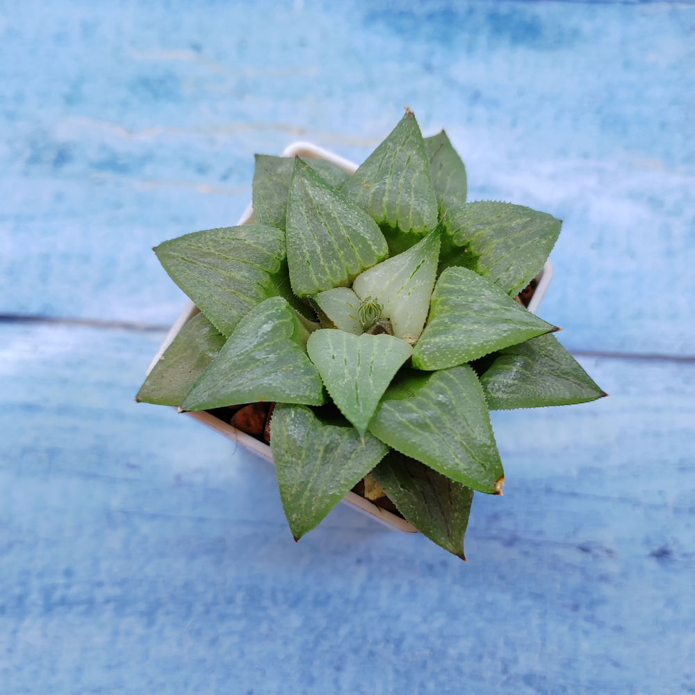 Haworthia Comptoniana Hybride hybrid (Хавортия)