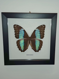Бабочка Morpho deidamia самка в рамке