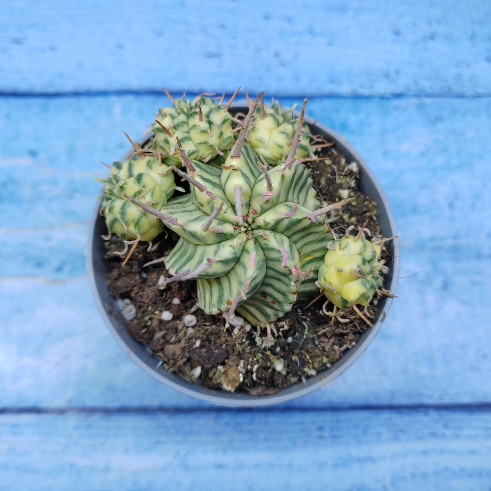 Euphorbia meloformis f. Variegated (Эуфорбия вариегатная)