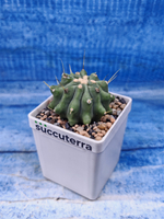 Ferocactus Inermis (Ферокактус)