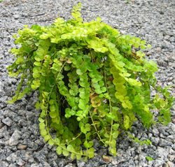 Вербейник (Lysimachia) nummularia Aurea