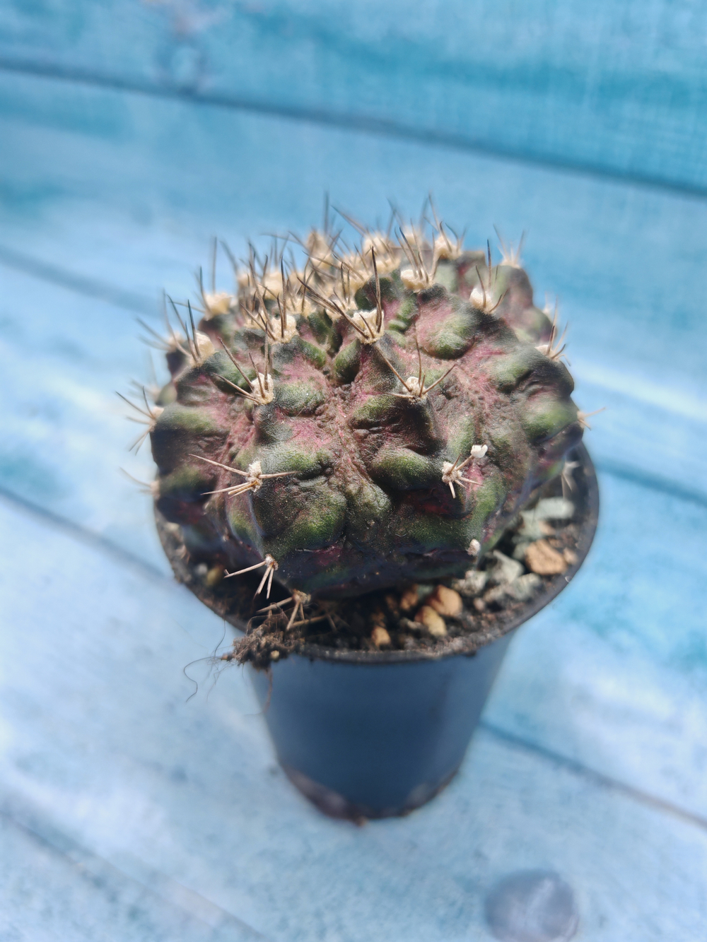 Gymnocalycium T-Rex Pink hybride (Гимнокалициум T-rex)