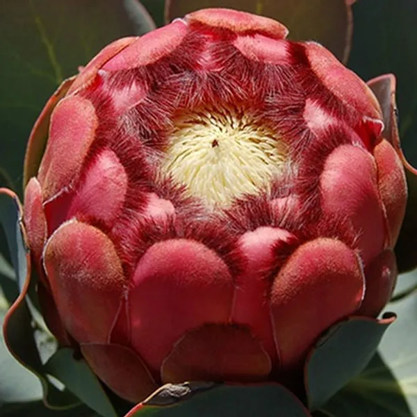Протея Protea Grandiceps семена