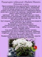 Рододендрон Мадам Массон морозостойкий
