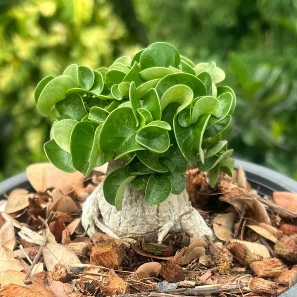 Адениум барашек (Adenium DHA PPL) — семена, 2 шт.